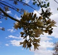 Brachychiton australis in full bloom, blue sky