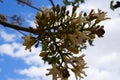 Brachychiton australis in full bloom, blue sky