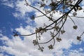 Brachychiton australis in full bloom, blue sky