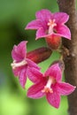 Pink flowers of a native Brachychiton bidwillii Royalty Free Stock Photo