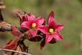 Pink flowers of a native Brachychiton bidwillii hook or little kurrajong Royalty Free Stock Photo