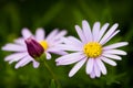 Brachycome Iberidifolia Royalty Free Stock Photo