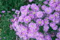 Brachycome multifida or another name is Daisy purple, a short-lived annual crops like loose bile drainage, like the sun. Royalty Free Stock Photo