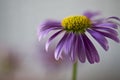 Brachycome multifida, flowerhead, blurred Royalty Free Stock Photo