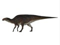 Brachylophosaurus Cretaceous Dinosaur