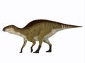 Brachylophosaurus Juvenile Dinosaur