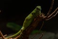 Brachylophus fasciatus, the Lau banded iguana, is an arboreal species of lizard endemic to the Lau Islands Royalty Free Stock Photo