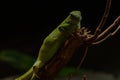 Brachylophus fasciatus, the Lau banded iguana, is an arboreal species of lizard endemic to the Lau Islands Royalty Free Stock Photo