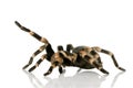 Brachypelma Royalty Free Stock Photo