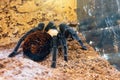 Brachypelma albiceps mexican tarantula spider sits on the ground