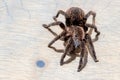 brachypelma albopilosum spider on background of brown wood slice.