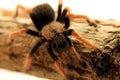 Brachypelma boehmei