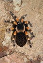 Brachypelma Smithi Royalty Free Stock Photo