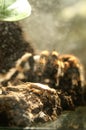 Brachypelma smithi