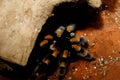 Brachypelma Smithi Mexican Redknee Royalty Free Stock Photo