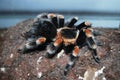 Brachypelma Smithi Mexican Redknee Royalty Free Stock Photo