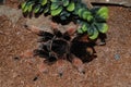 Brachypelma Smithi Mexican Redknee Royalty Free Stock Photo