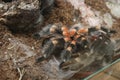 Brachypelma smithi spider during moult