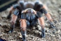 Brachypelma Smithi Tarantula Royalty Free Stock Photo