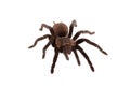 Brachypelma vagans spider Isolated Royalty Free Stock Photo