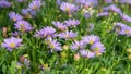 Brachyscome iberidifolia. Flower field. Flowers for gardens, parks Royalty Free Stock Photo