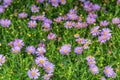 Brachyscome iberidifolia. Flowers for gardens, parks Royalty Free Stock Photo