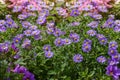 Brachyscome iberidifolia, the Swan River daisy, an annual herb found in Western Australia Royalty Free Stock Photo