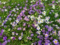 Brachyscome iberidifolia, swan river daisy in garden. Royalty Free Stock Photo