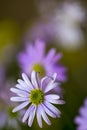 Brachyscome iberidifolia, the Swan River daisy from Western Australia Royalty Free Stock Photo