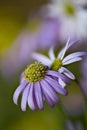 Brachyscome iberidifolia, the Swan River daisy from Western Australia Royalty Free Stock Photo