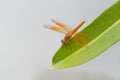 Brachythemis contaminata  ditch jewel, is a species of dragonfly in the family Libellulidae. It is found in many Asian countries Royalty Free Stock Photo