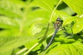 Brachytron pratense, hairy dragonfly, hairy hawker, spring hawker, dragonfly perching Royalty Free Stock Photo