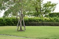 Bracing preventing falling trees in the green lawn,copy space Royalty Free Stock Photo