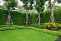 Bracing preventing falling trees in the green lawn,copy space,  Hog plum, Wild Mango Royalty Free Stock Photo