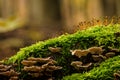 BRACKED FUNGUS AND GREEN MOSS Royalty Free Stock Photo