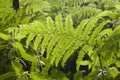 Bracken Royalty Free Stock Photo