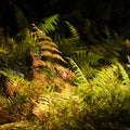 Bracken, brake or eagle fern (Pteridium aquilinum) is a species of fern occurring in temperate and subtropical regions