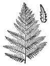 Bracken Branch vintage illustration