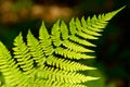 Bracken, close up photo Royalty Free Stock Photo