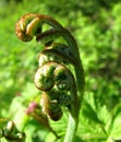 Bracken Fern Fiddlehead