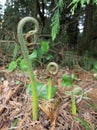 Bracken Fern Fiddleheads Royalty Free Stock Photo