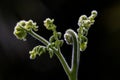 Bracken Fern fronds