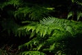 Bracken fern leaves in morning light Royalty Free Stock Photo