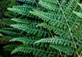 Bracken Fern (Pteridium aquilinum)