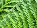 Bracken fern Pteridium aquilinum green leaves close up.Natural background for design. Royalty Free Stock Photo