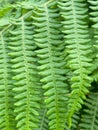 Bracken fern Pteridium aquilinum green leaves close up.Natural background for design. Royalty Free Stock Photo