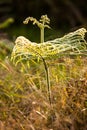 Bracken fern