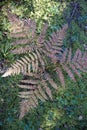 Bracken fern. Top view of a plant against a background of forest litter. Royalty Free Stock Photo