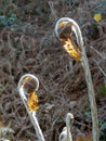 Bracken fern young sprouts on the dry past year plants blurred background Royalty Free Stock Photo