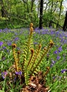 Bracken fronds and Bluebells Royalty Free Stock Photo